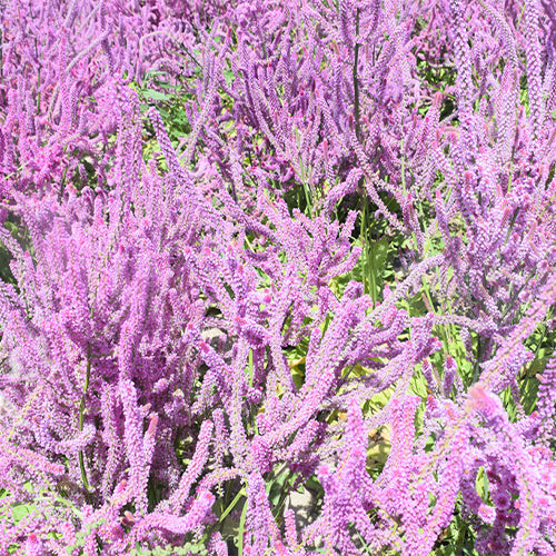 Codariocalyx-Motorius-Codariocalyx-Gyrans-Seeds