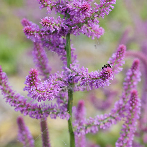 Codariocalyx-Motorius-Codariocalyx-Gyrans-Seeds