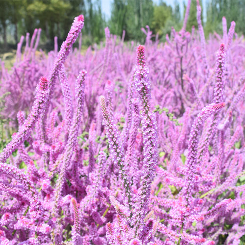 Codariocalyx-Motorius-Codariocalyx-Gyrans-Seeds