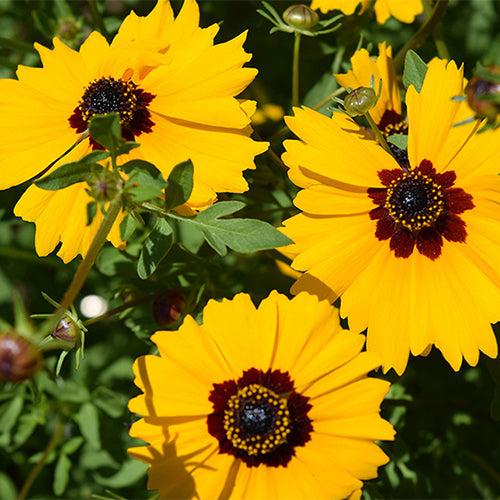 Coreopsis-Basalis-Large-Flowered-Tickseed-Seeds