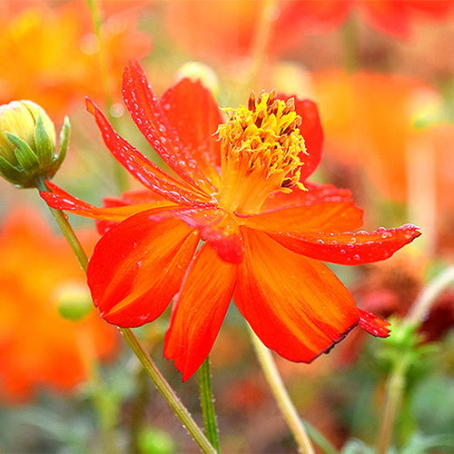 Cosmos-Sulphureus-Cosmos-Seeds