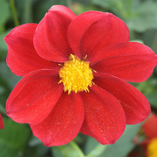 Dahlia-Pinnate-Dahlia-Seeds