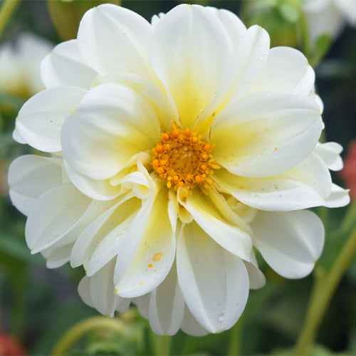 Dahlia-Pinnate-Dahlia-Seeds