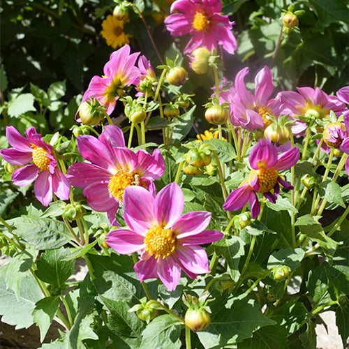 Dahlia-Pinnate-Dahlia-Seeds