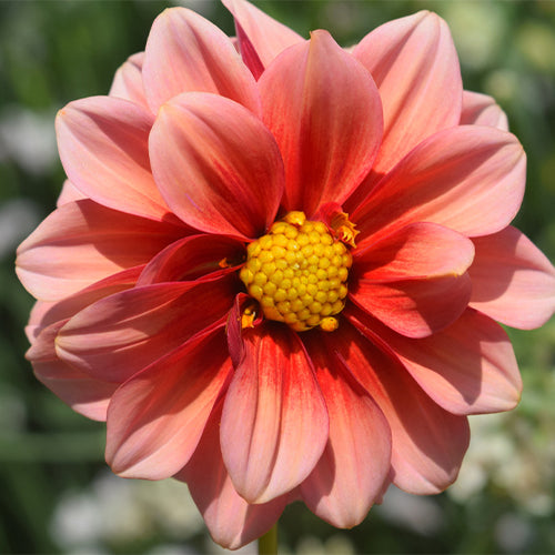 Dahlia-Pinnate-Dahlia-Seeds