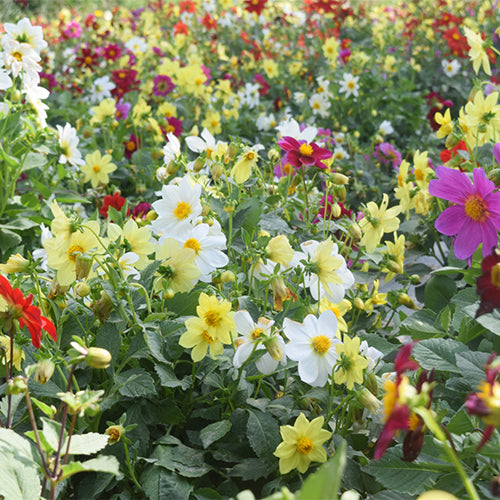 Dahlia-Pinnate-Dahlia-Seeds