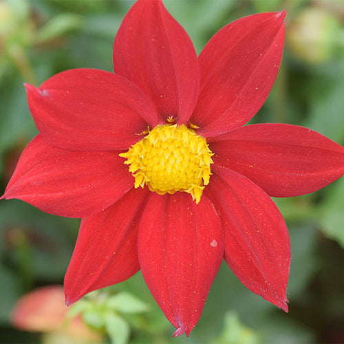 Dahlia-Pinnate-Dahlia-Seeds