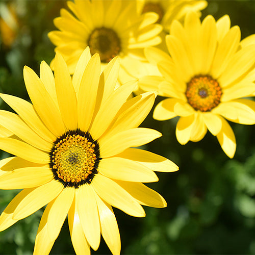 Dimorphotheca-Sinuata-Heterocarpa-Seeds