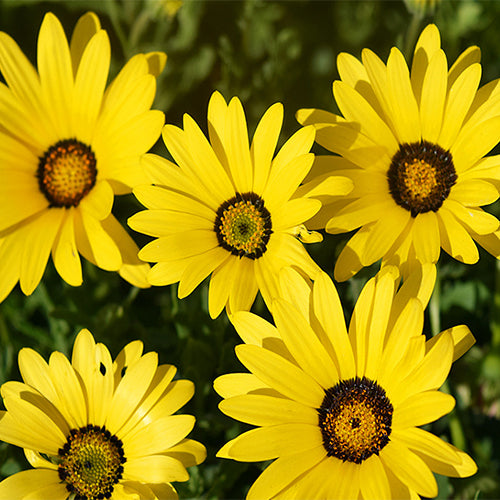 Dimorphotheca-Sinuata-Heterocarpa-Seeds