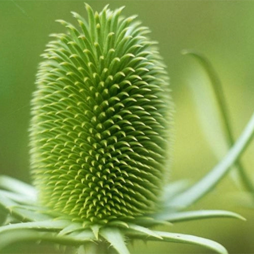 Dipsacus-Fullonum-Wild-Teasel-Seeds
