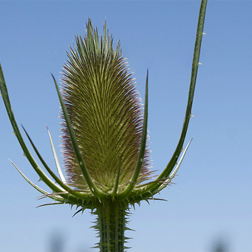 Dipsacus-Fullonum-Wild-Teasel-Seeds