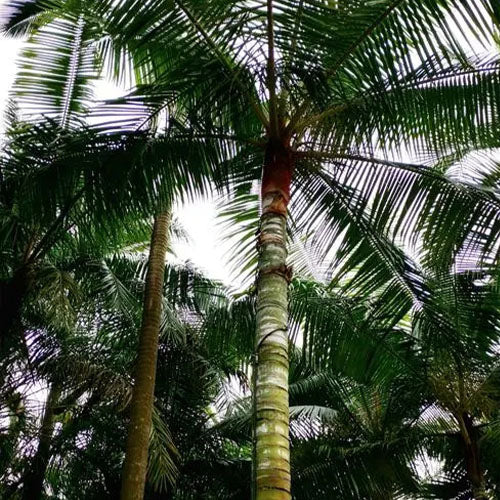 Dypsis Leptocheilos & Redneck Palm Seeds