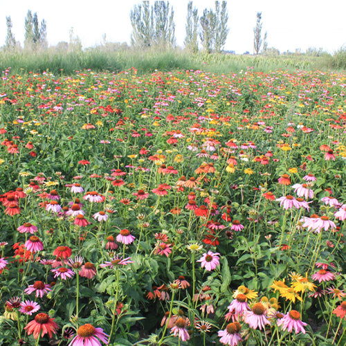 Echinacea Purpurea & Echinacea Seeds