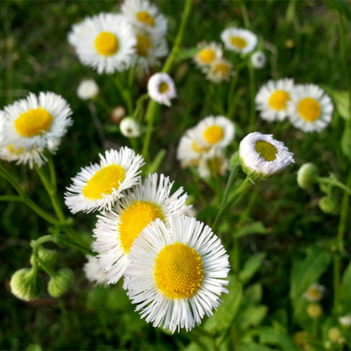 Erigeron-Acer-Bitter-Fleabane-Seeds