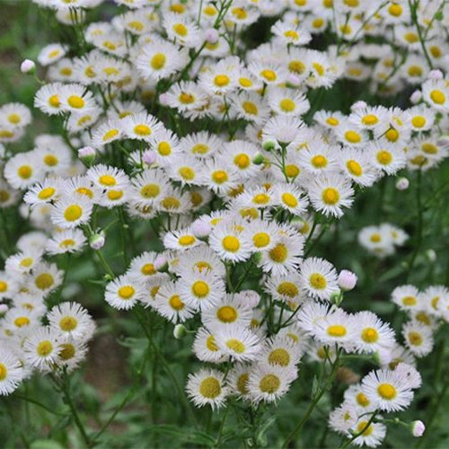Erigeron-Acer-Bitter-Fleabane-Seeds