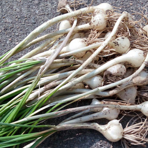 Garlic Seeds
