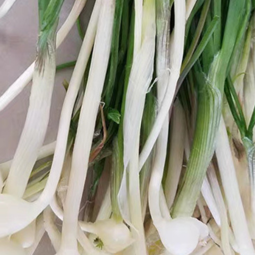 Garlic Seeds