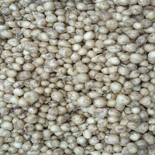Garlic Seeds