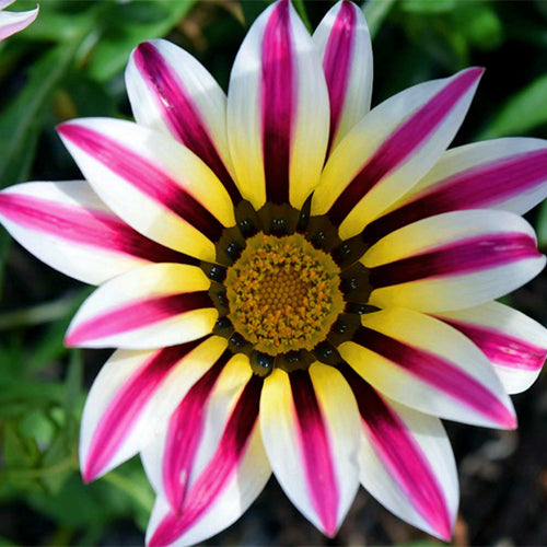 Gazania-Rigens-Treasure-Flower-Seeds