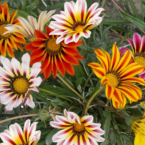 Gazania Rigens & Treasure Flower Seeds
