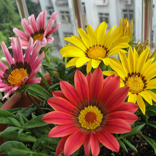 Gazania Rigens & Treasure Flower Seeds