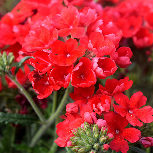 Glandularia-Hybrida-Verbena-Hybrida-Seeds