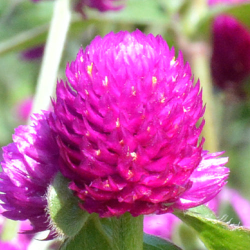 Gomphrena Globosa & Globe Amaranth Seeds