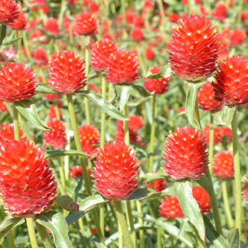 Gomphrena Globosa & Globe Amaranth Seeds