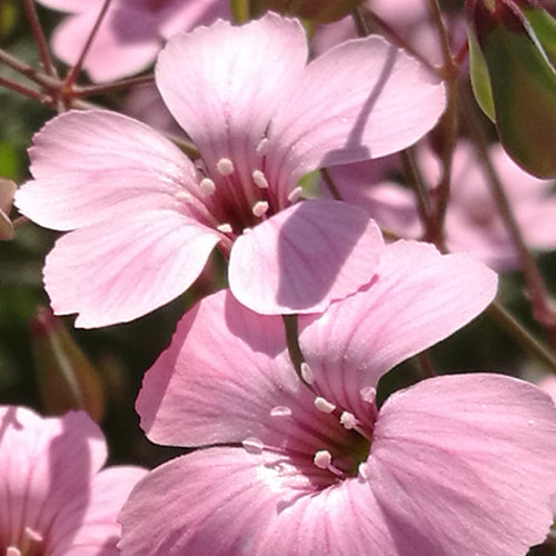 Gypsophila Paniculata & Baby's Breath Seeds