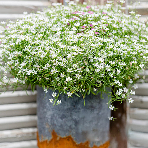 Gypsophila Paniculata & Baby's Breath Seeds