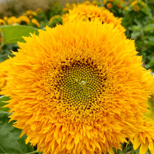 Helianthus-Annuus-Sunflower-Seeds