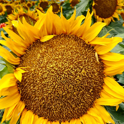 Helianthus-Annuus-Sunflower-Seeds