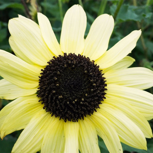 Helianthus-Annuus-Sunflower-Seeds