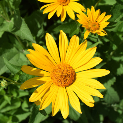 Heliopsis-Scabra-Heliopsis-Helianthoides-Seeds