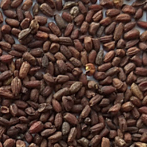 Hesperis Matronalis & Dames Rocket Seeds