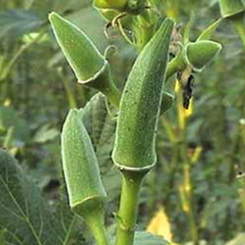 Hybrid F1 Okra Seeds