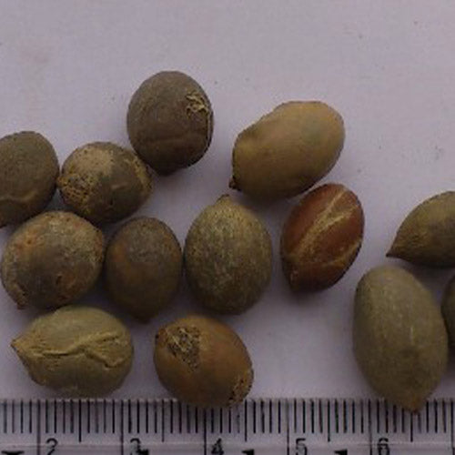 Hyophorbe Lagenicaulis & Bottle Palm Seeds