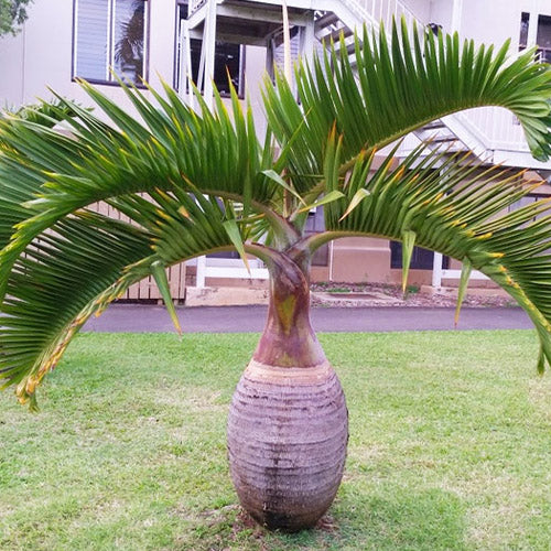 Hyophorbe Lagenicaulis & Bottle Palm Seeds