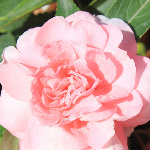 Impatiens Balsamina & Rose Balsam Seeds