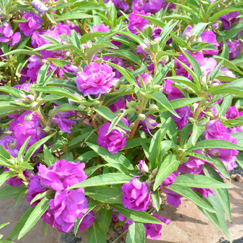 Impatiens Balsamina & Rose Balsam Seeds