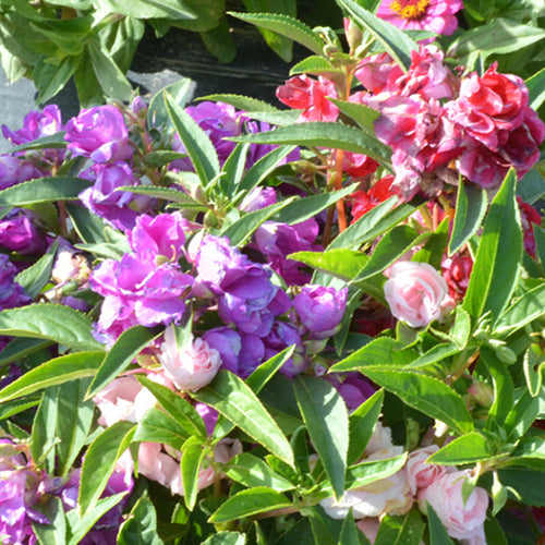 Impatiens Balsamina & Rose Balsam Seeds