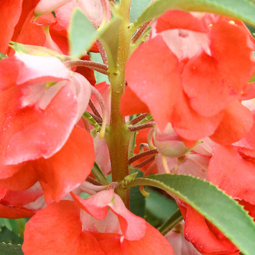 Impatiens Balsamina & Rose Balsam Seeds