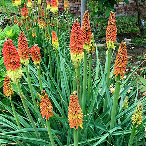 Kniphofia-Uvaria-Red-Hot-Poker-Seeds
