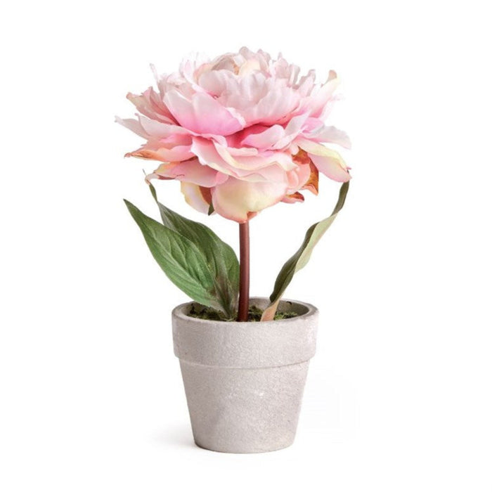 Light Pink Potted Mini Peony, 6.5"