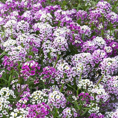 Lobularia Maritima & Sweet Alyssum Seeds