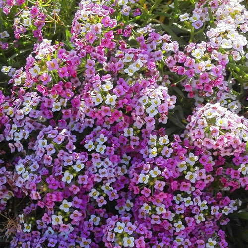 Lobularia Maritima & Sweet Alyssum Seeds