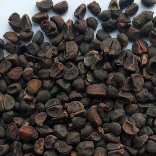 lpomoea Purpurea & Morning Glory Seeds
