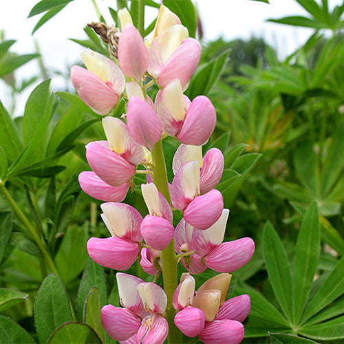Lupinus-Micranthus-Lupine-Seeds