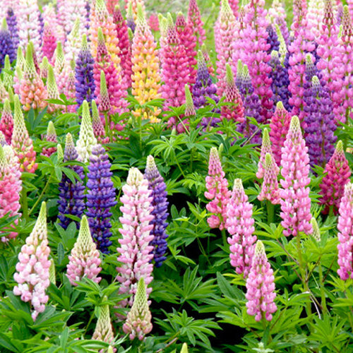 Lupinus Micranthus & Lupine Seeds