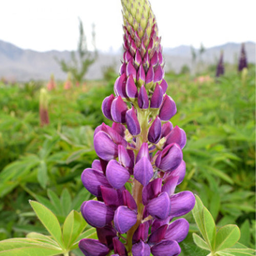 Lupinus-Micranthus-Lupine-Seeds